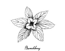 Hand Drawn Of Bunchberry On White Background