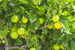 unripe oranges on a tree