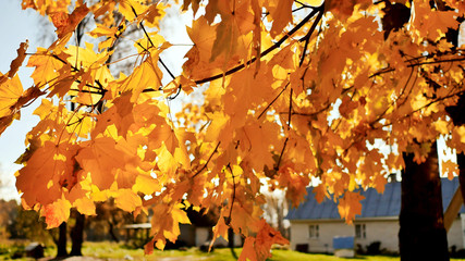 Village houses under the leaves of autumn trees. Straw at the ba