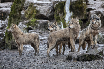 Wall Mural - Grey Wolf Animal