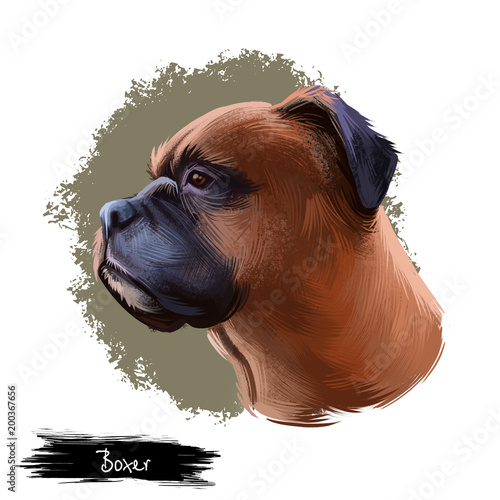 Boxer Dog Breed Isolated On White Background Digital Art