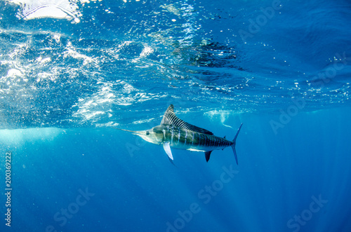 Cuadros en Lienzo Striped marlin off the mexican coast