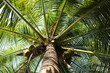 Coconut tree in Thailand