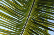 Coconut's leaf detail