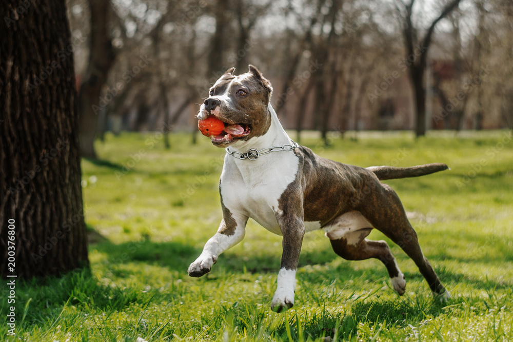 amstaff terrier dog spring walk in park - obrazy, fototapety, plakaty 