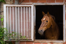Bay, Brown Horse At The Window 