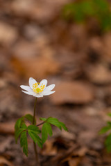 White field flower 2