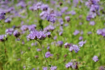 Wall Mural - Closeup of a blooming phacelia on a field (Phacelia tanacetifolia, scorpionweed, heliotrope). A nectar source is a flowering plant.