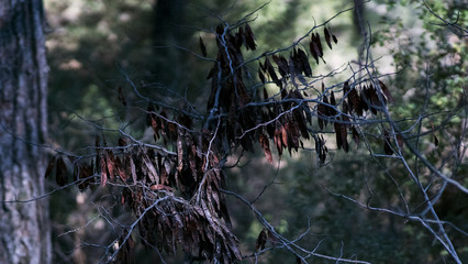 nature,natural,spring,tree,