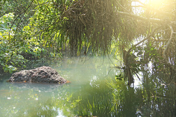 Green emerald jade water is a river of the tropics rays of the sun, a green beautiful landscape and palm trees. India, GOA, Arambol. Morning in the tropics