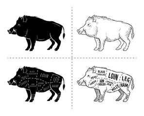 Wild hog, boar game meat cut diagram scheme - elements set on chalkboard. Vector illustration