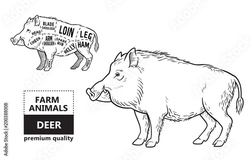 Fotomural Wild hog, boar game meat cut diagram scheme - elements set on chalkboard