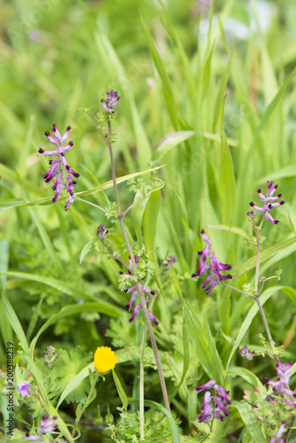 Fototapeta na drzwi i meble Common ramping fumitory