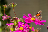 Fototapeta Motyle - Close up of a orange butterfly on a pink flower in Spring	