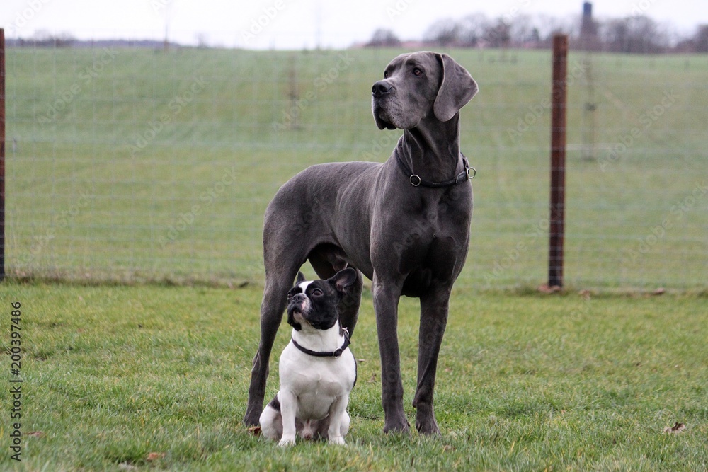 portrait from a french bulldog and a great dane in the garden - obrazy, fototapety, plakaty 
