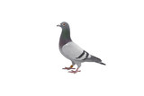 Fototapeta Młodzieżowe - close up of speed racing pigeon bird isolate white background