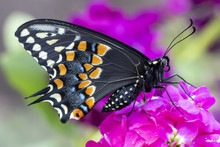 Eastern Black Swallowtail Butterfly On Purple Stock Flower
