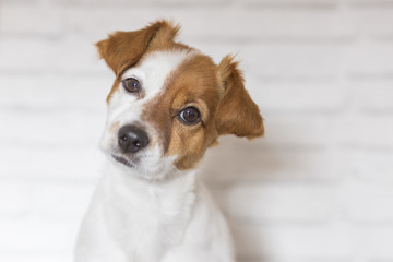 Wall Mural - close up portrait of a beautiful small dog sitting and looking at the camera. White bricks background. Cute dog. Pets indoors. LIfestyle