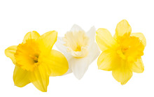Daffodil Flower Isolated
