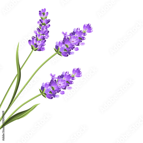 Lavender flowers in closeup. Bunch of lavender flowers isolated over ...