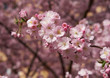 Blooming Cherry Tree in April