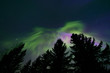 Colorful northern lights and treetops
