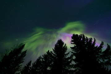 Wall Mural - colorful northern lights and treetops
