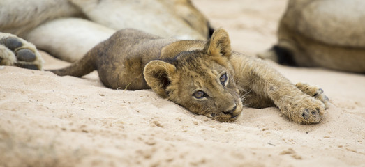Wall Mural - Small lion cub lay down to rest on soft Kalahari sand