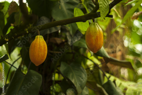 Fotografie, Obraz pair of almost ripe cocoa tree (cacao tree) fruit hang on a branch