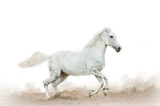 Fototapeta Konie - White horse in the dust over a white