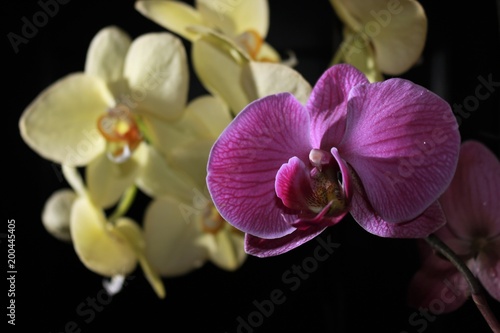Zdjęcie XXL Orchidea