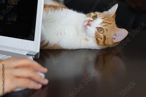パソコンの陰からじゃれる茶白ネコ Stock Photo Adobe Stock
