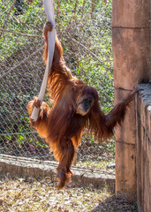 Orangutan