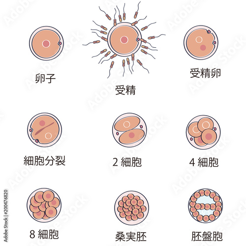 卵子の成長 線画 Stock Vector | Adobe Stock