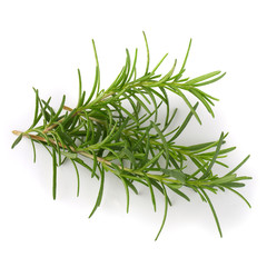 Wall Mural - Fresh raw Rosemary isolated on a white background