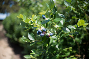 Wall Mural - Fresh blueberrys on the branch on a blueberry field farm green and ripe