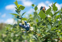 Fresh Blueberrys On The Branch On A Blueberry Field Farm Green And Ripe