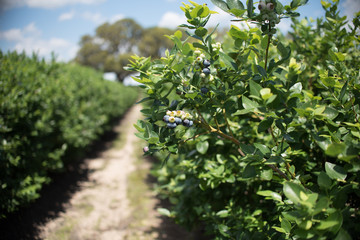 Wall Mural - Field of blueberries, row of bushes with future berries against the blue sky. Farm with berries in sunny Florida.