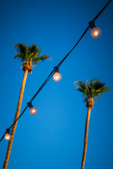 Wall Mural - String of Light Bulbs With Palm Trees in the Background Vertical Orientation with Focus on Lights