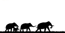 Silhouette Elephants In The Landscape On  White Background. 