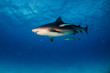 Bull shark Bahamas Bimini