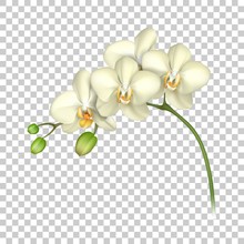 White Orchid Realistic Transparent Background. Tropical Exotic Flower. Vector Illustration