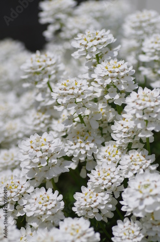 イベリス キャンディタフト の花 Stock 写真 Adobe Stock