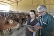 © goodluz - Farmer with veterinary in cow shed connected with digital tablet