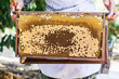Bee hive or bee nest with farmer hand, harvest the honey bee in farm