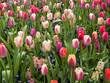 colorful tulips and  hyacinth blooming in a garden