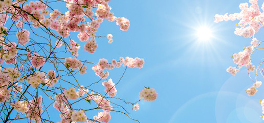 Fotomurales - Frühlingserwachen, Glück, Freude, Optimismus, Glückwunsch, alles Liebe: zarte, duftende japanische Kirschblüten vor blauem Frühlingshimmel :)