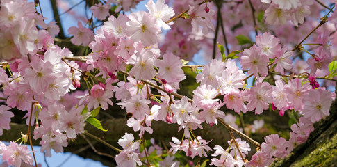 Fotomurales - Frühlingserwachen, Glück, Freude, Optimismus, Glückwunsch, alles Liebe: zarte, duftende japanische Kirschblüten vor blauem Frühlingshimmel :)