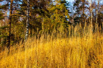  Dry grass on a hill in the sun in autumn
