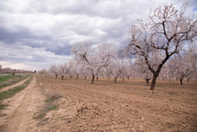 Almond Trees In Bloom In The District Of Matarrana In Teruel Spain